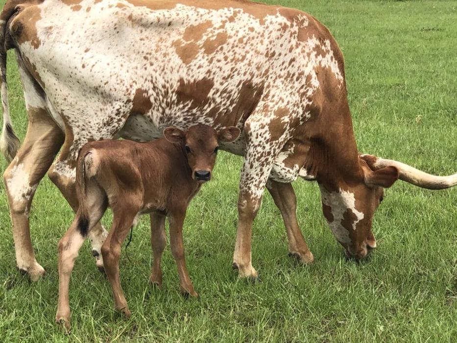 Turquoise Acres Ranch - Katy, TX