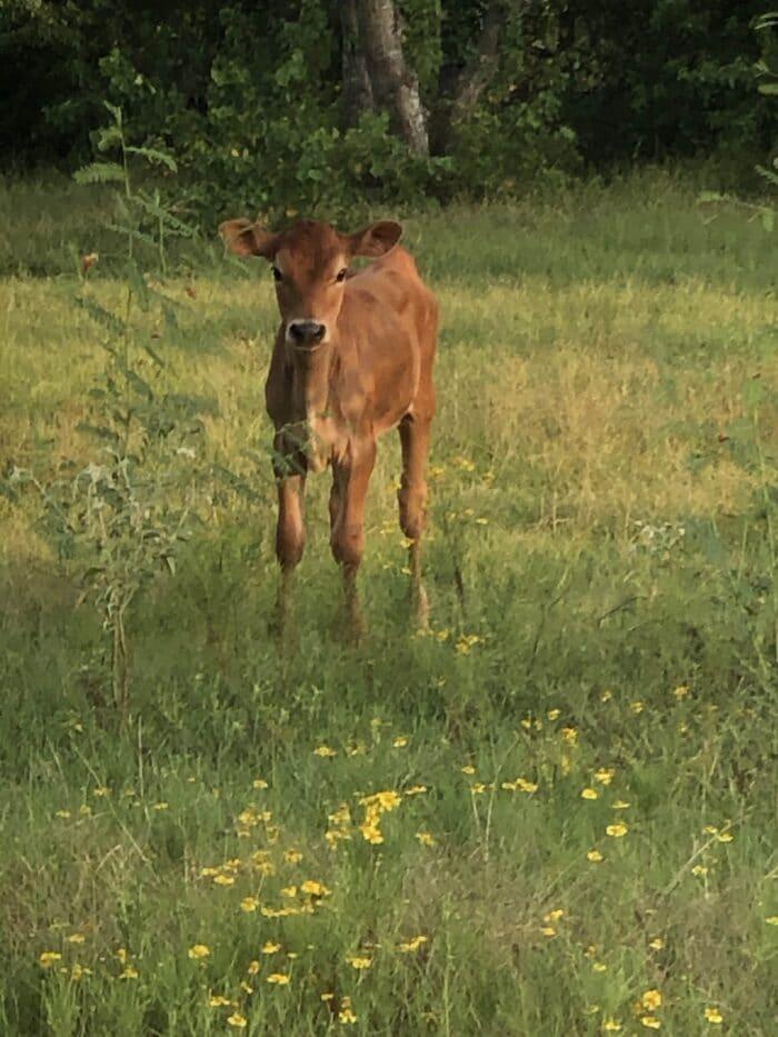 Turquoise Acres Ranch - Katy, TX