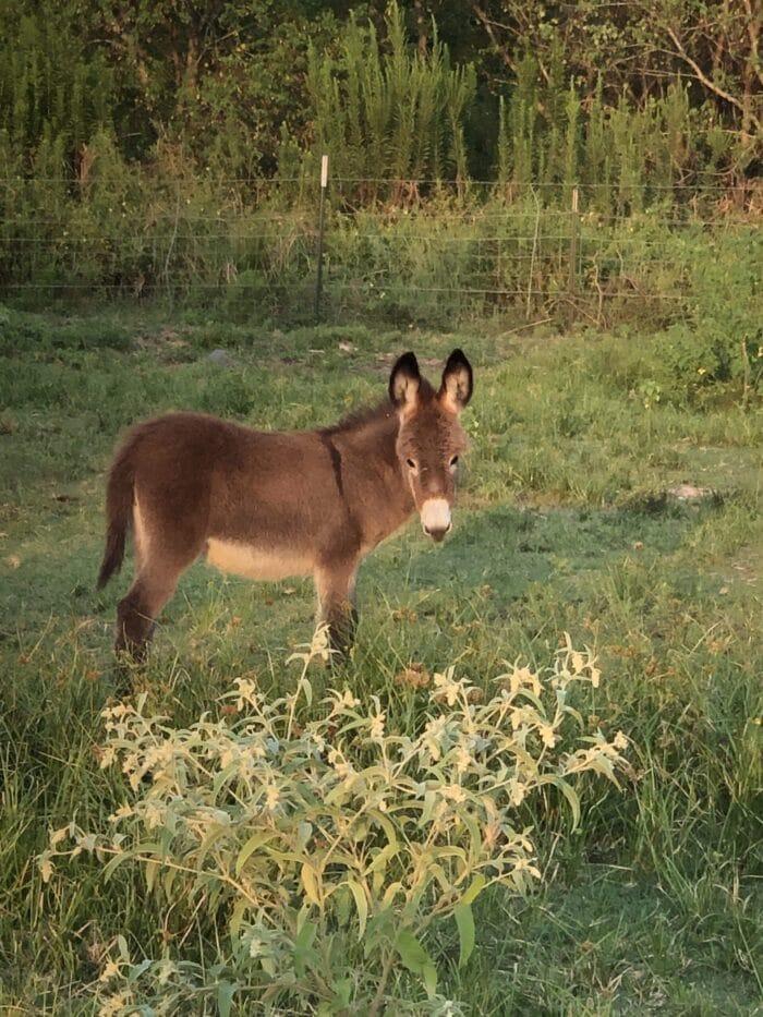 Turquoise Acres Ranch - Katy, TX