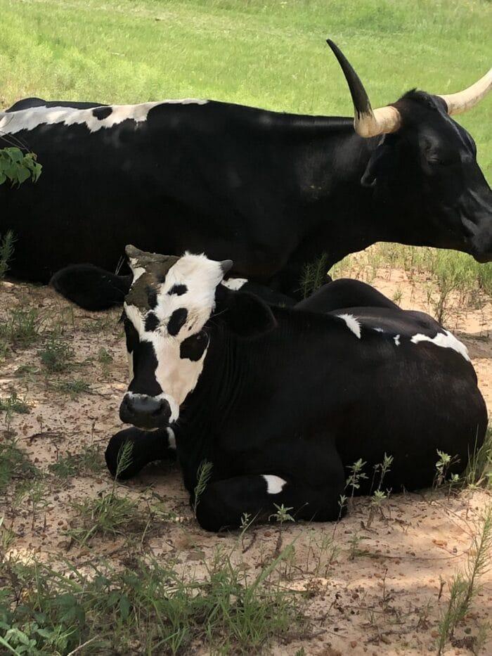 Turquoise Acres Ranch - Katy, TX