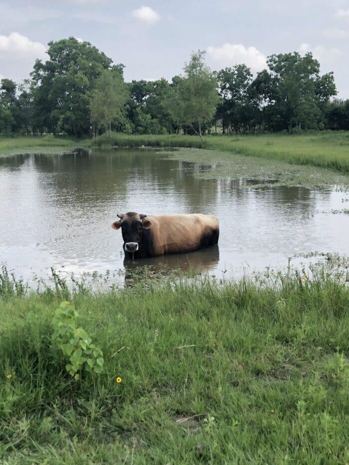 Turquoise Acres Ranch - Katy, TX