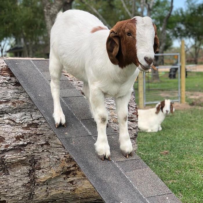 Turquoise Acres Ranch - Katy, TX
