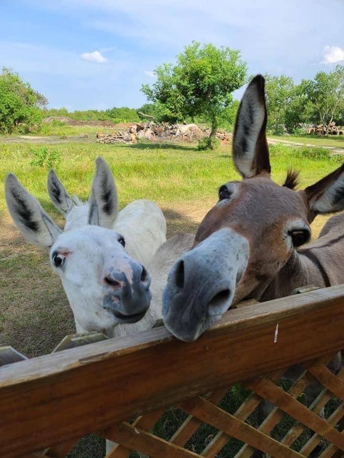 Turquoise Acres Ranch - Katy, TX