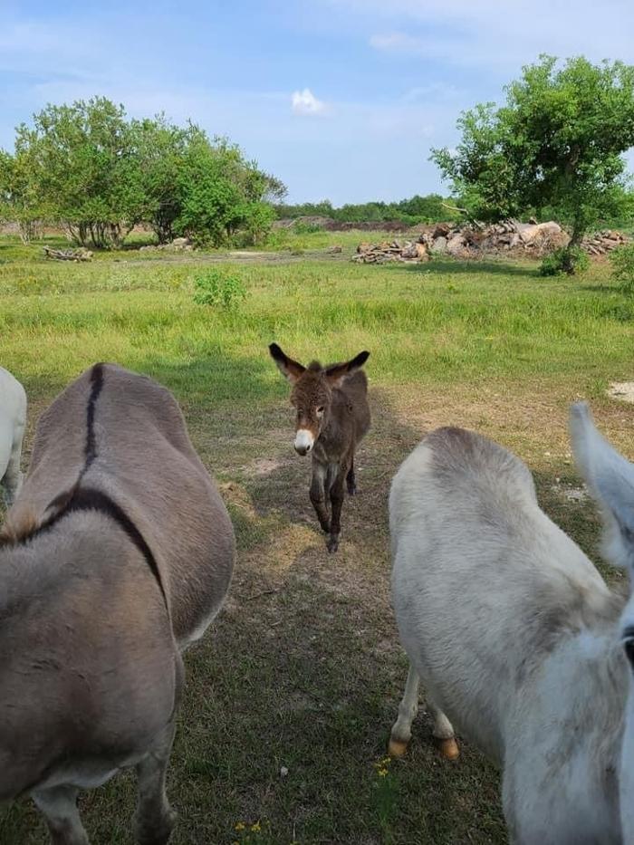 Turquoise Acres Ranch - Katy, TX
