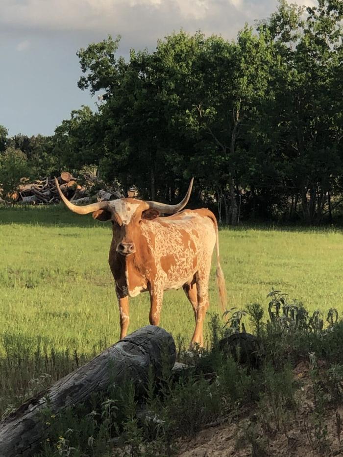 Turquoise Acres Ranch - Katy, TX