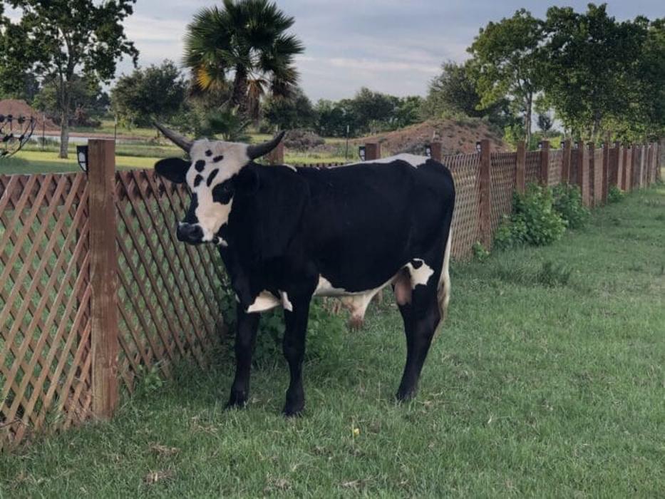Turquoise Acres Ranch - Katy, TX