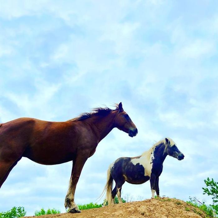 Turquoise Acres Ranch - Katy, TX