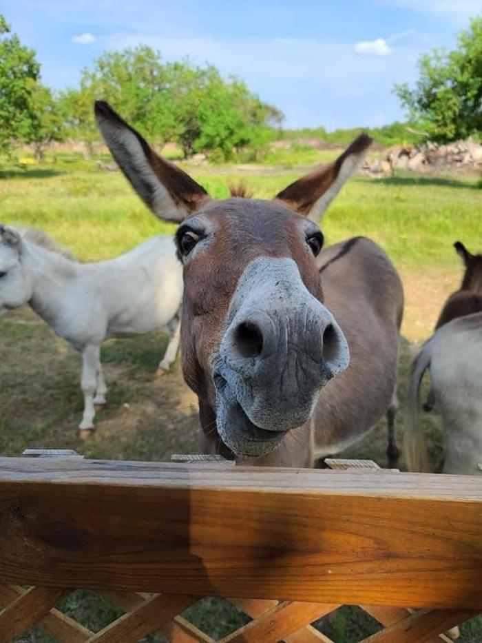 Turquoise Acres Ranch - Katy, TX