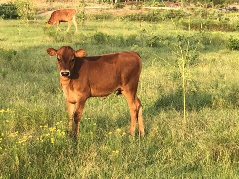 Turquoise Acres Ranch - Katy, TX