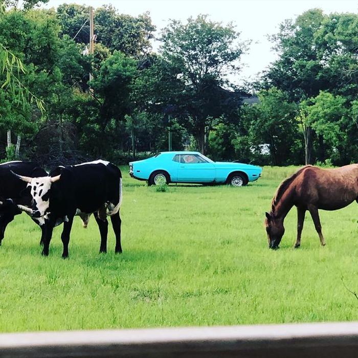 Turquoise Acres Ranch - Katy, TX