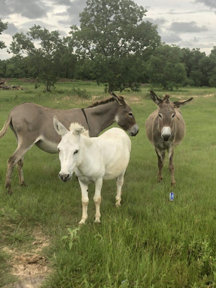 Turquoise Acres Ranch - Katy, TX