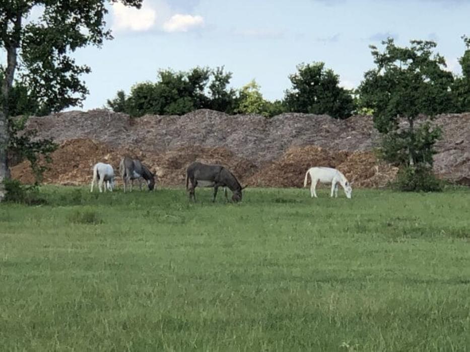 Turquoise Acres Ranch - Katy, TX