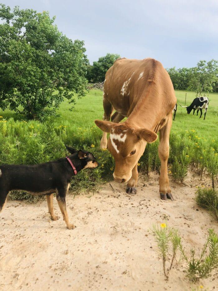 Turquoise Acres Ranch - Katy, TX
