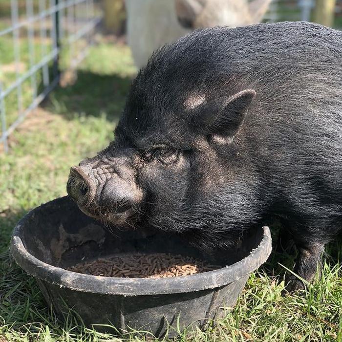 Turquoise Acres Ranch - Katy, TX