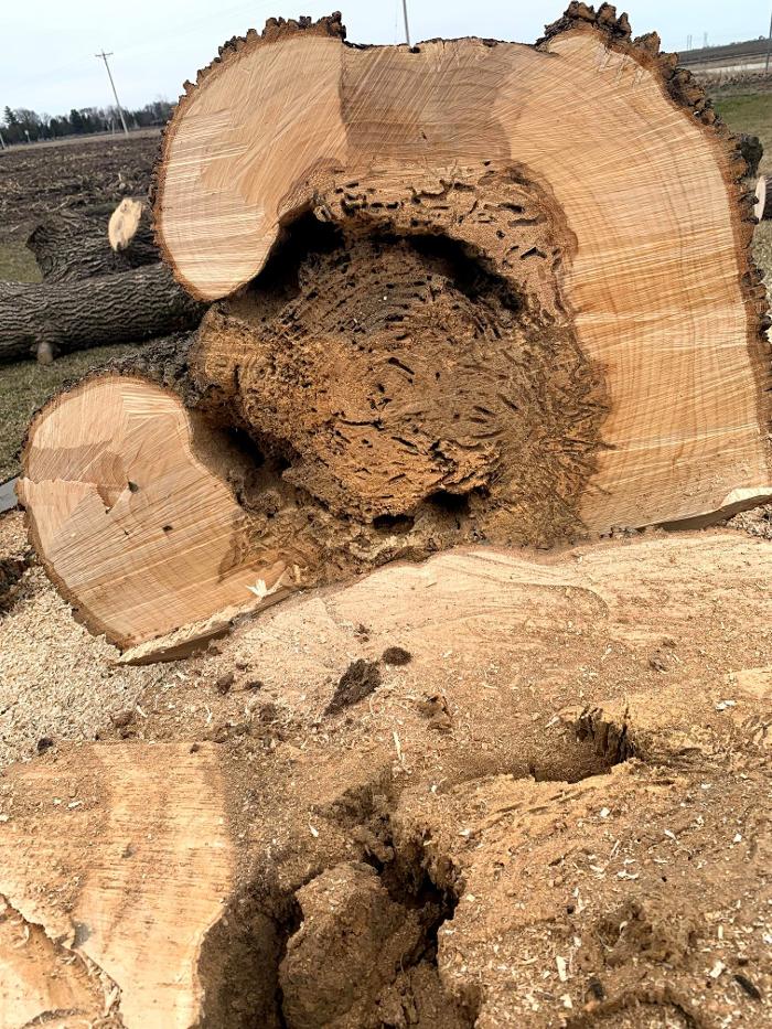 Dittmer Tree Service - Walcott, IA