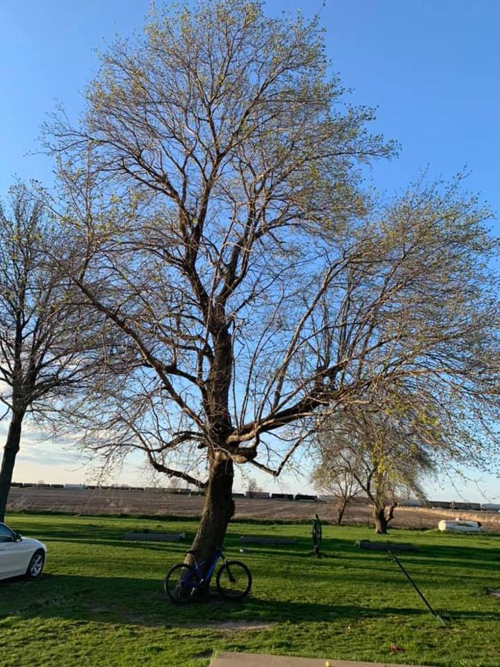 Dittmer Tree Service - Walcott, IA