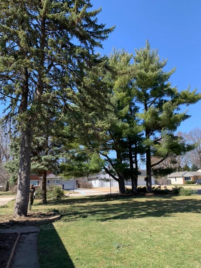 Dittmer Tree Service - Walcott, IA