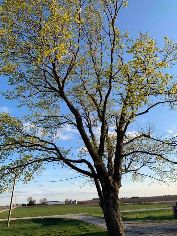 Dittmer Tree Service - Walcott, IA
