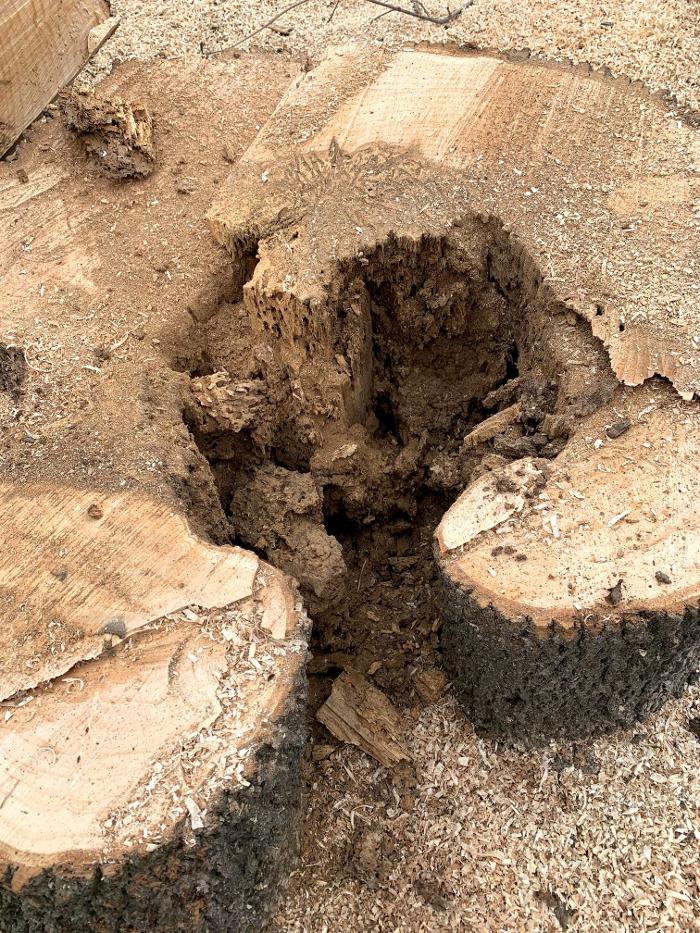 Dittmer Tree Service - Walcott, IA