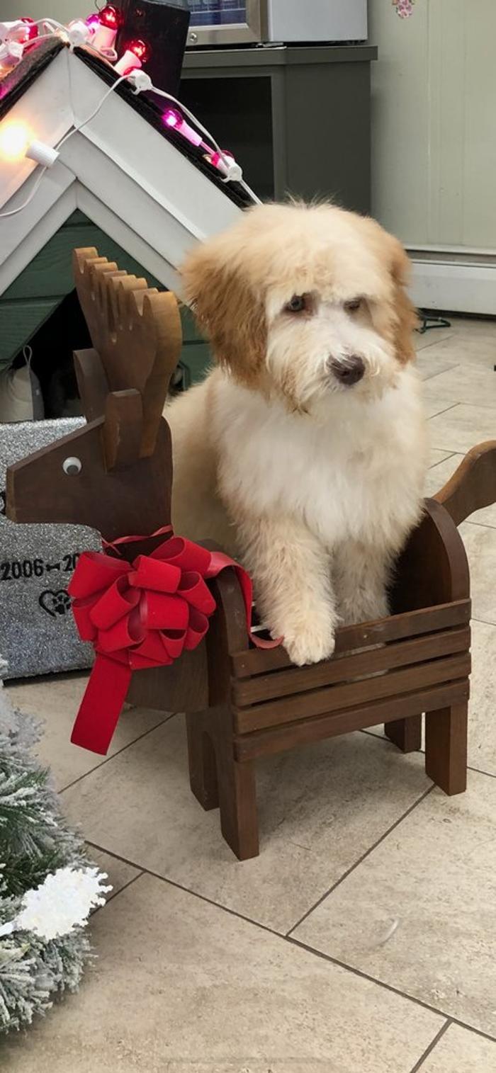 Poodles To Hounds, LLC - Mount Vernon, IL