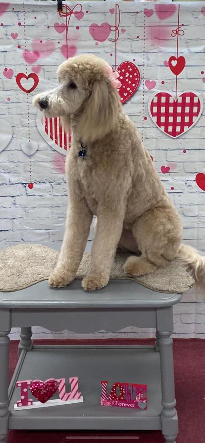 Poodles To Hounds, LLC - Mount Vernon, IL