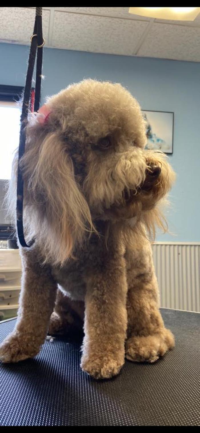 Poodles To Hounds, LLC - Mount Vernon, IL