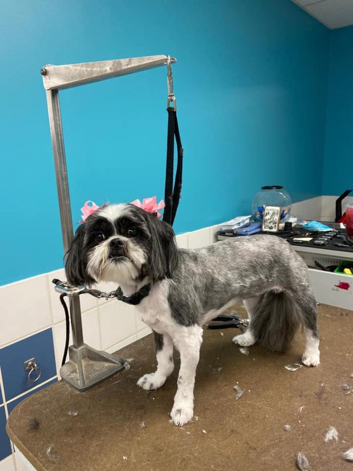 Poodles To Hounds, LLC - Mount Vernon, IL