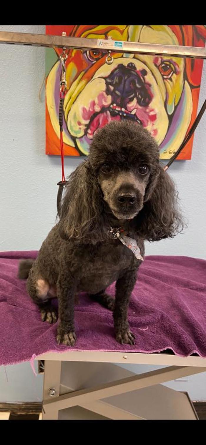 Poodles To Hounds, LLC - Mount Vernon, IL