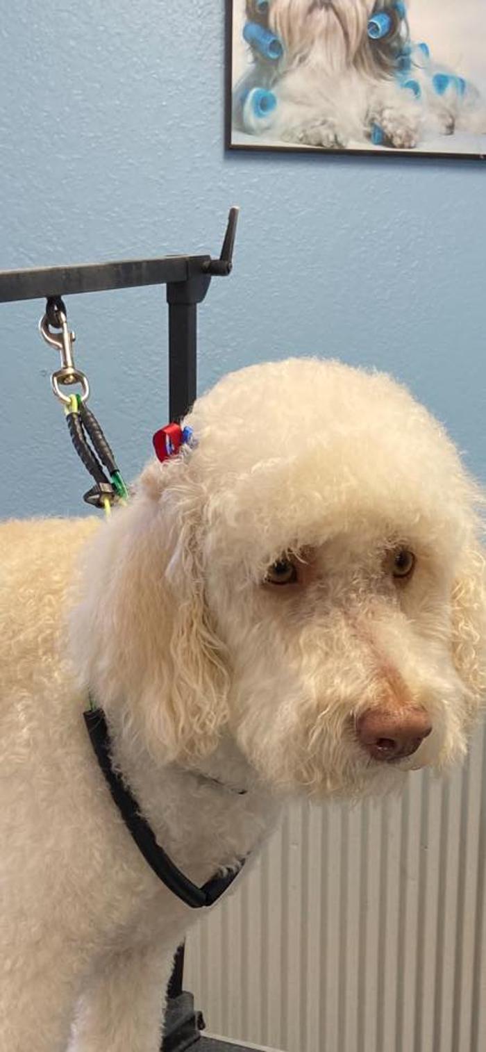 Poodles To Hounds, LLC - Mount Vernon, IL