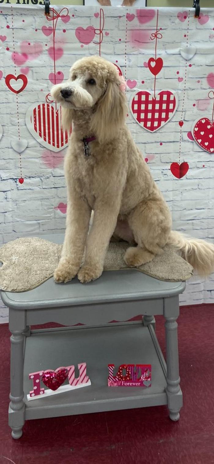 Poodles To Hounds, LLC - Mount Vernon, IL