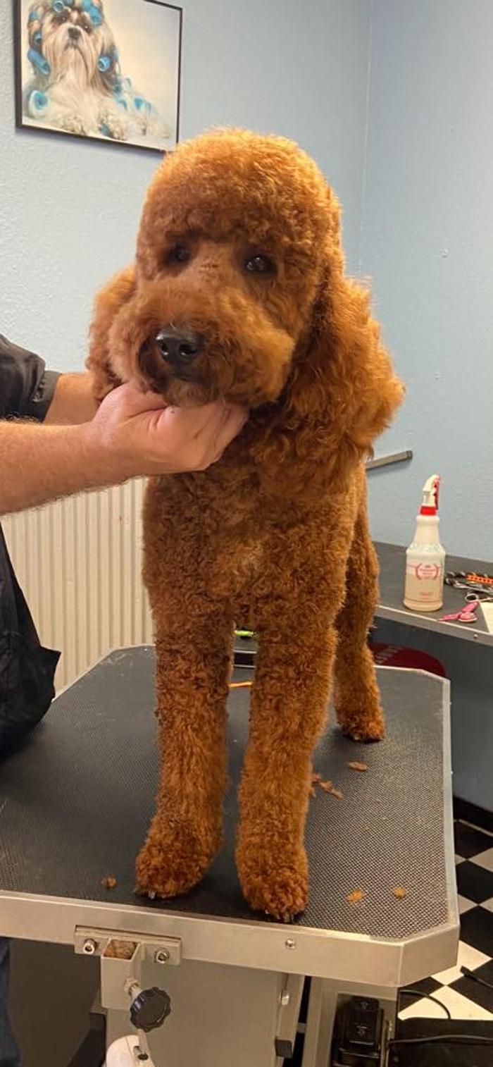 Poodles To Hounds, LLC - Mount Vernon, IL