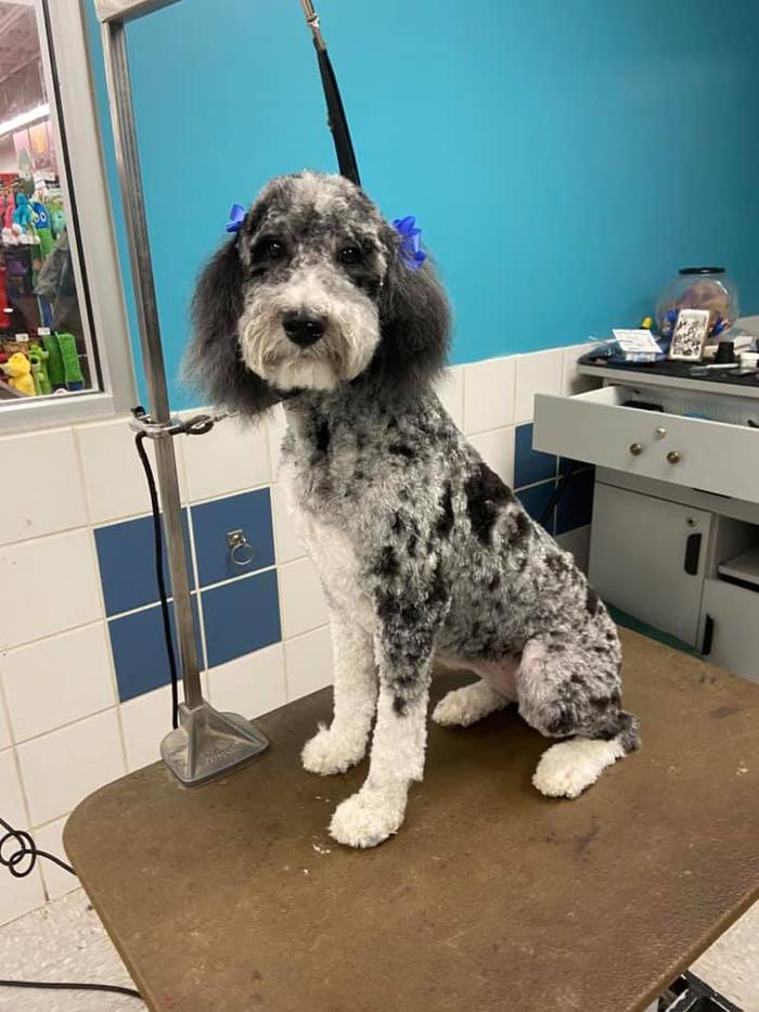 Poodles To Hounds, LLC - Mount Vernon, IL