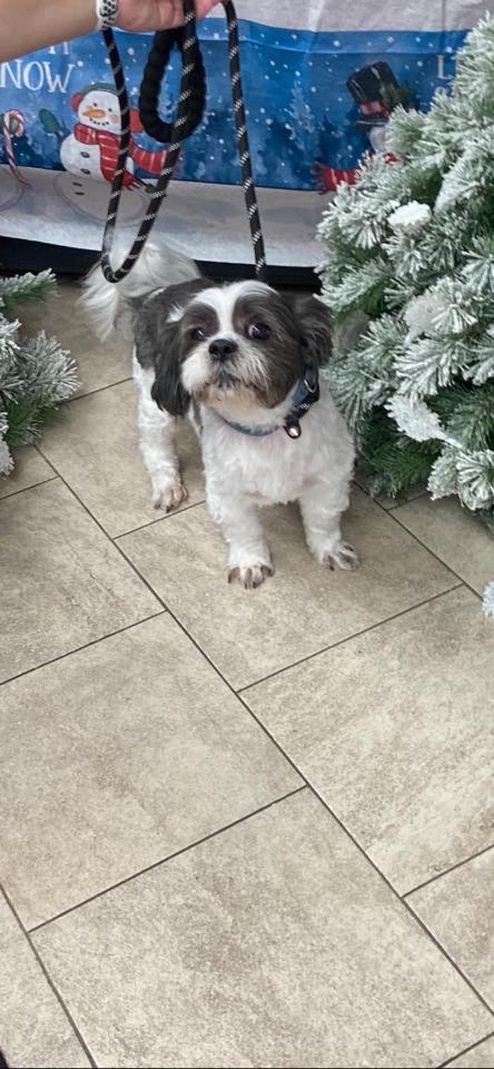 Poodles To Hounds, LLC - Mount Vernon, IL