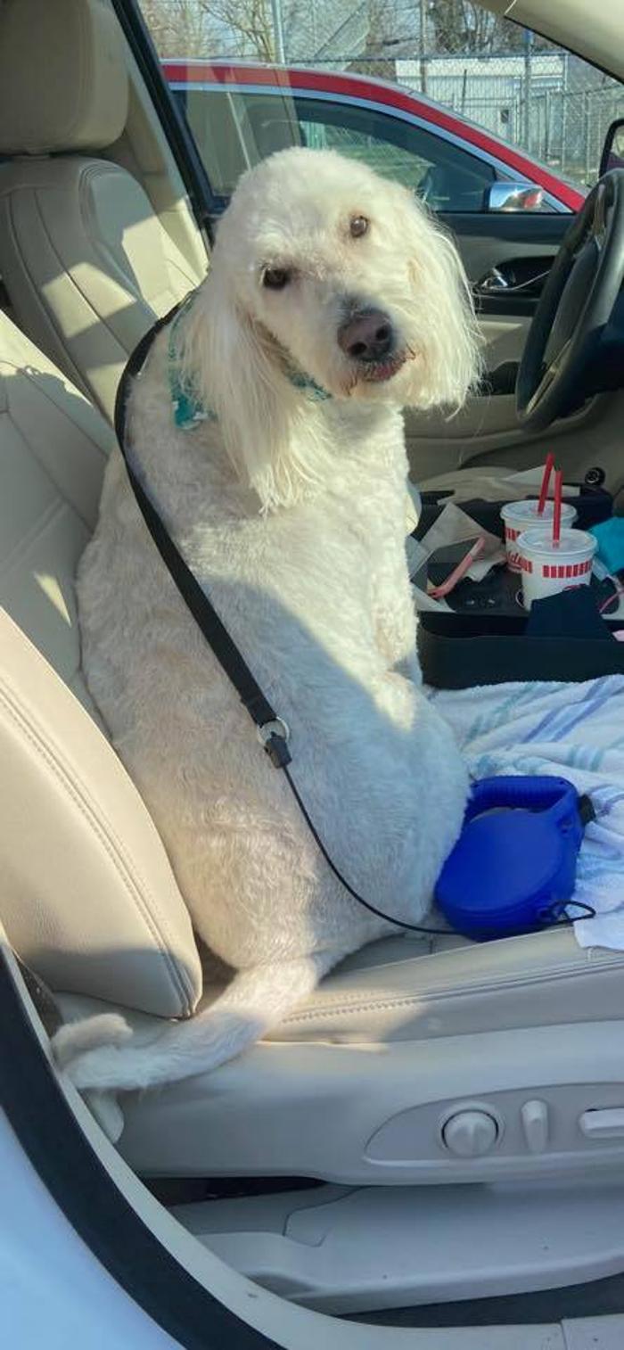 Poodles To Hounds, LLC - Mount Vernon, IL