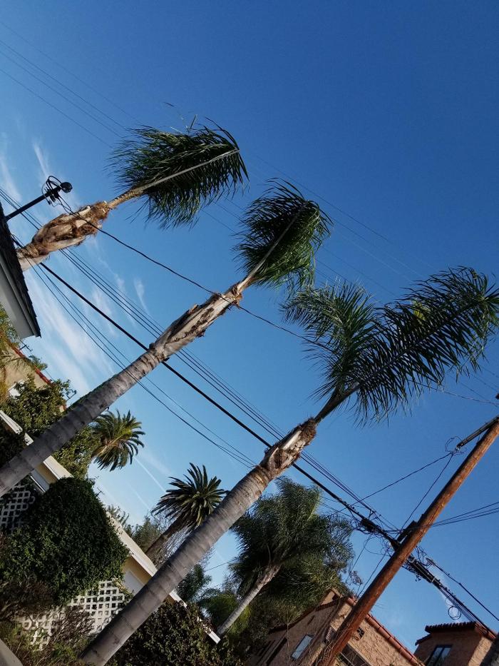 Figueroa Landscaping - Carson, CA