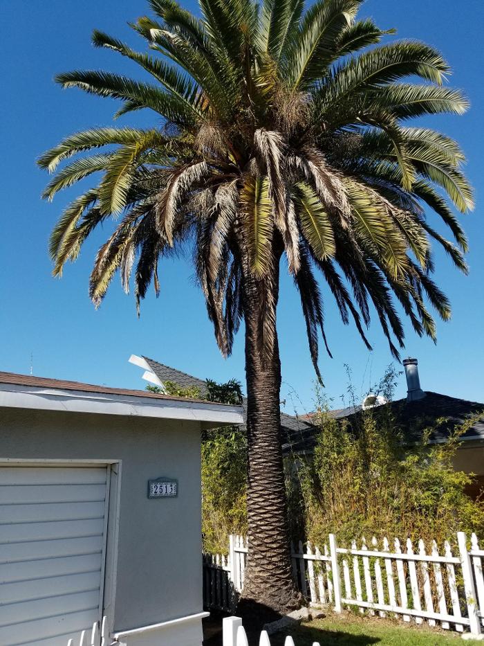 Figueroa Landscaping - Carson, CA