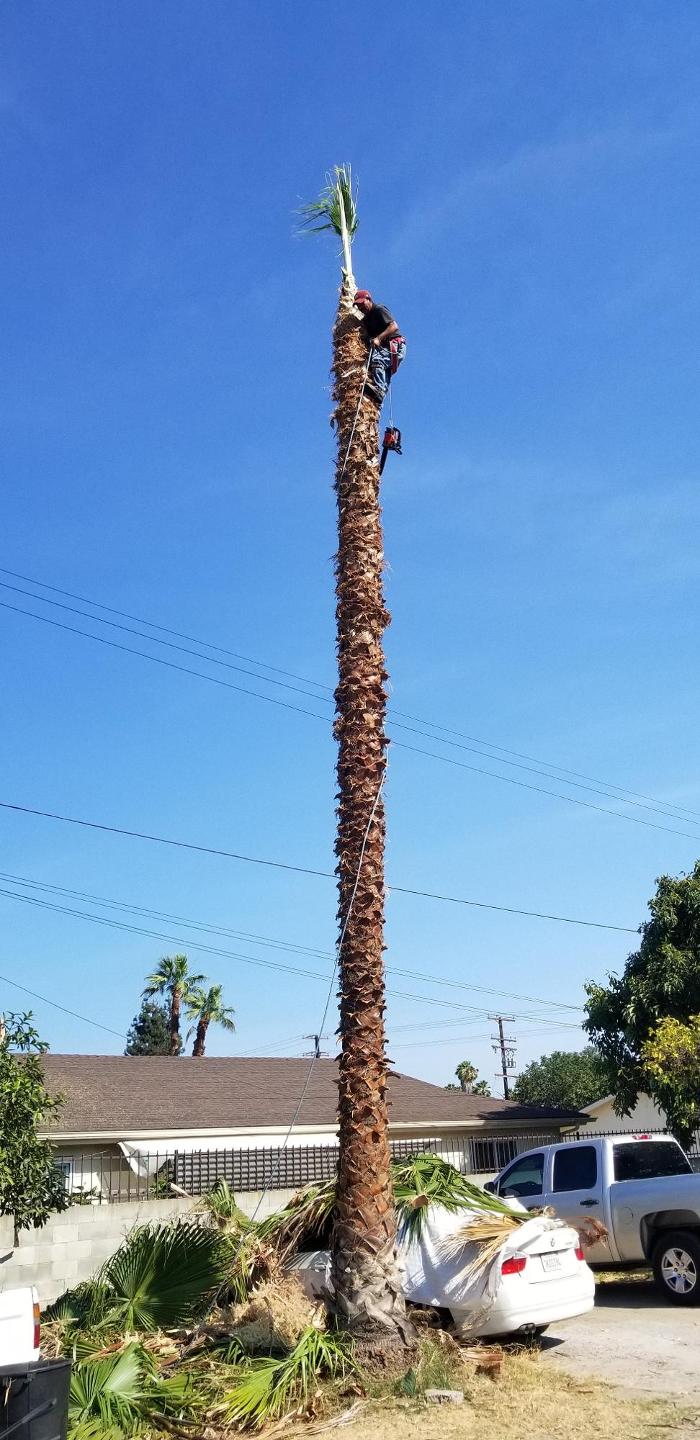 Figueroa Landscaping - Carson, CA