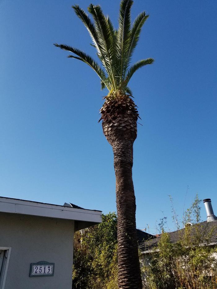 Figueroa Landscaping - Carson, CA