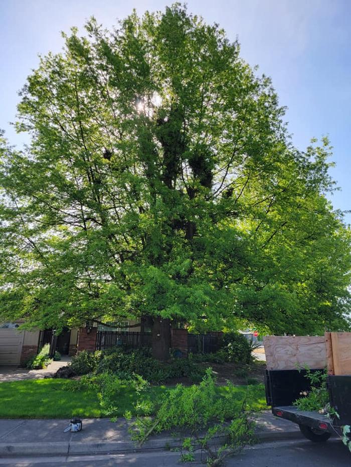 Urban Tree Restoration LLC - Medford, OR