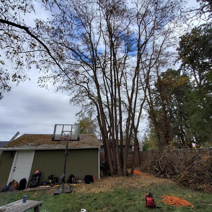 Urban Tree Restoration LLC - Medford, OR