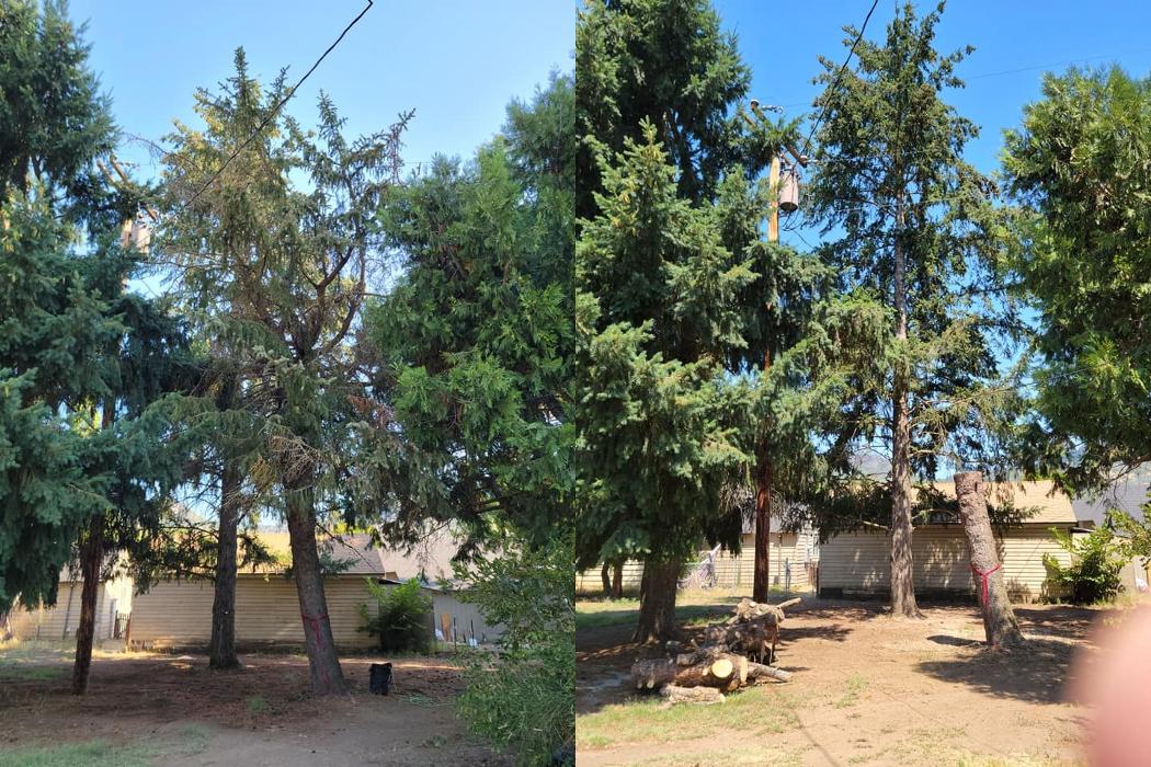 Urban Tree Restoration LLC - Medford, OR