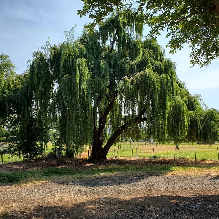 Urban Tree Restoration LLC - Medford, OR