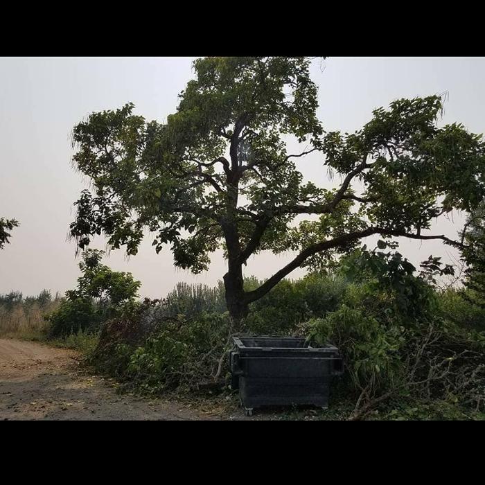 Urban Tree Restoration LLC - Medford, OR