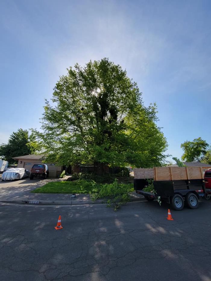 Urban Tree Restoration LLC - Medford, OR
