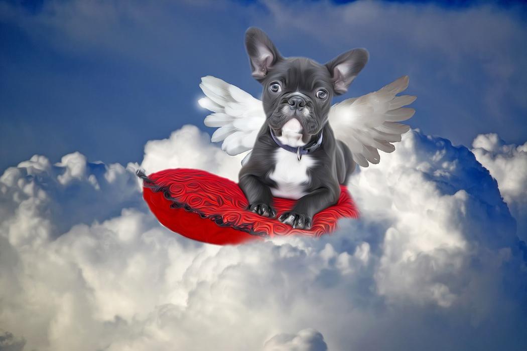 whispering pines pet cemetery and crematory - Sebastopol, CA