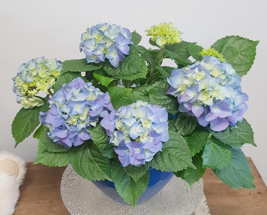 Zuzu's Petals - Franklin, MA