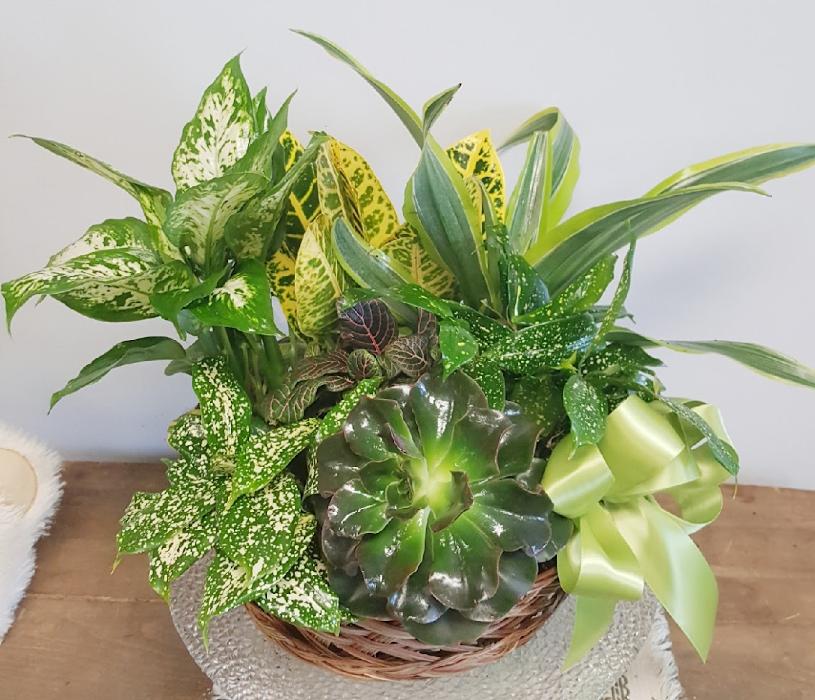 Zuzu's Petals - Franklin, MA