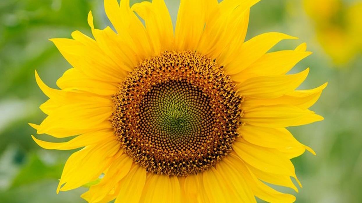 Zuzu's Petals - Franklin, MA