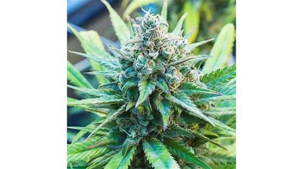 NuVue Pharma Dispensary Pueblo East - Pueblo, CO