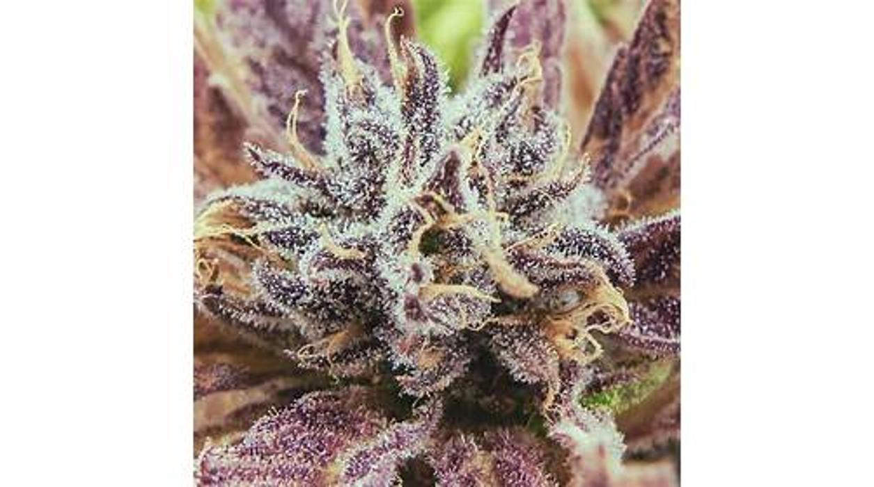 NuVue Pharma Dispensary Pueblo East - Pueblo, CO